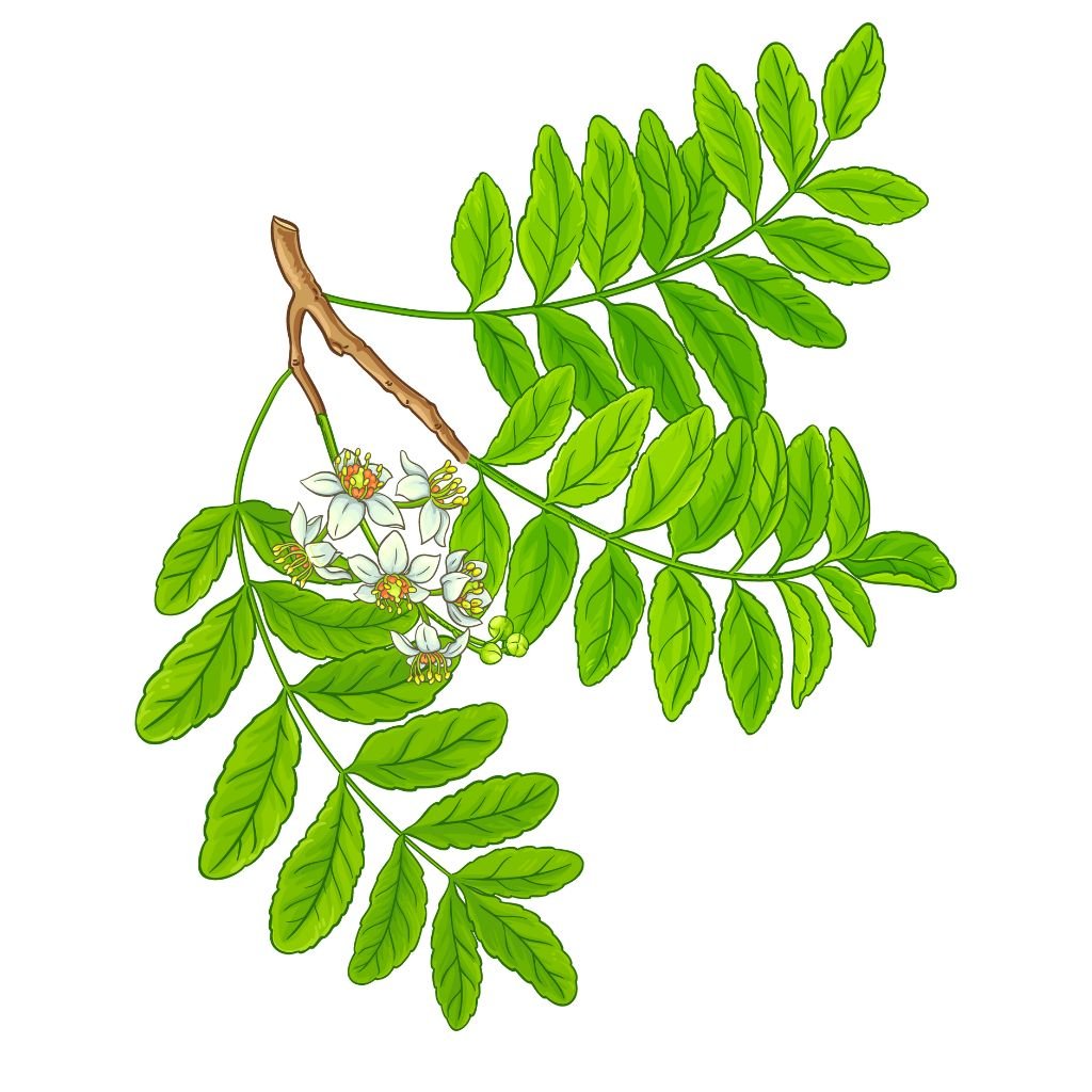 Boswellia Serrata – znana z redukcji stanu zapalnego, obrzęku i sztywności stawów; wspiera regenerację chrząstki.