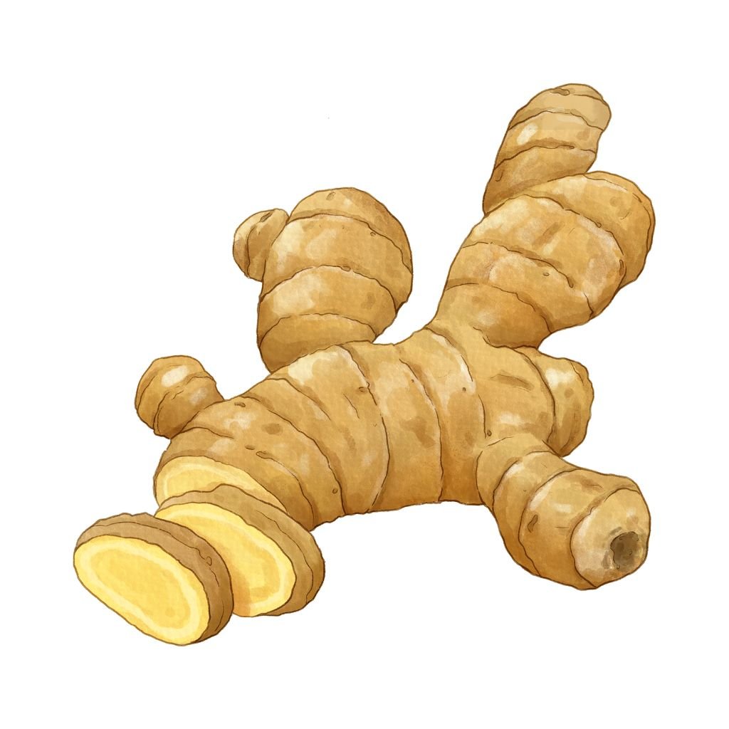 Imbir lekarski – rozluźnia mięśnie, zmniejsza napięcie i wspomaga ukrwienie tkanek.